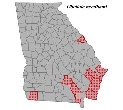 Libellula needhami
(Needham's Skimmer)
